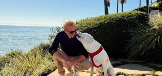 Kevin Costner’s Pup Bobby Is the Real Star: “Getting All the Attention!”
