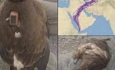 Man Found Eagle with 20-Year old GPS Tracker