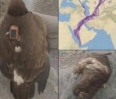 Man Found Eagle with 20-Year old GPS Tracker